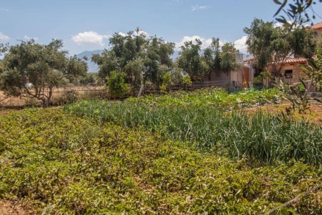 Olive Tree Farm 200M From The Beach Episkopi-Chania Extérieur photo