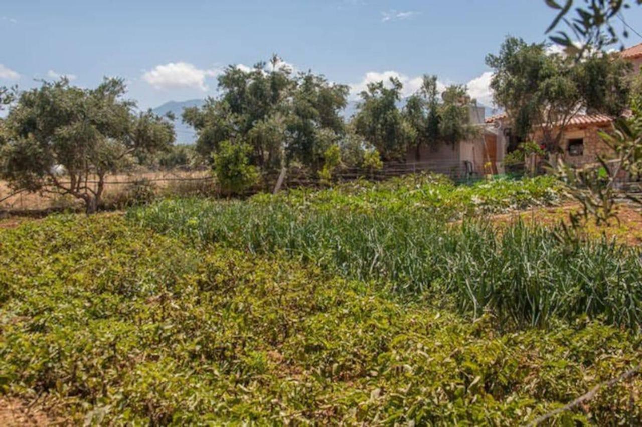 Olive Tree Farm 200M From The Beach Episkopi-Chania Extérieur photo