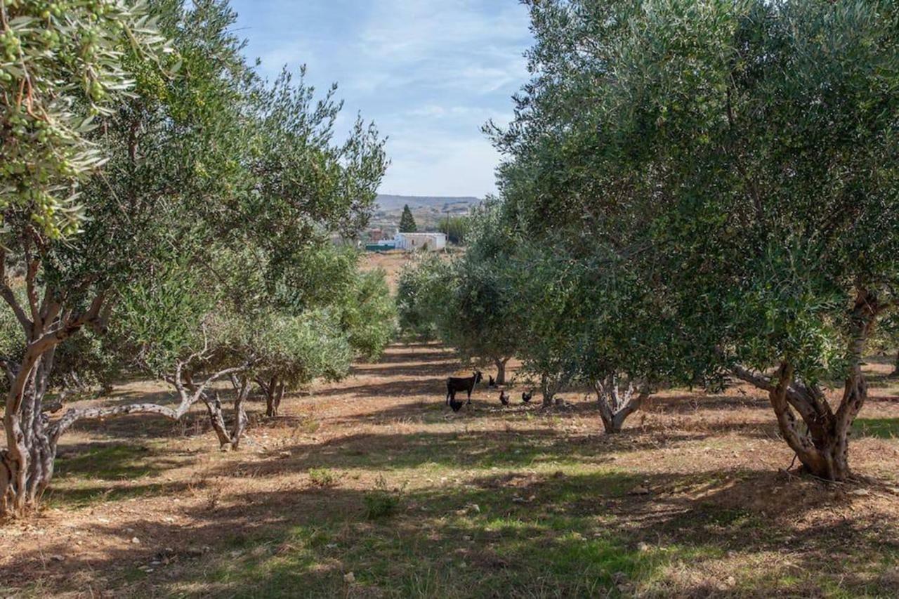 Olive Tree Farm 200M From The Beach Episkopi-Chania Extérieur photo